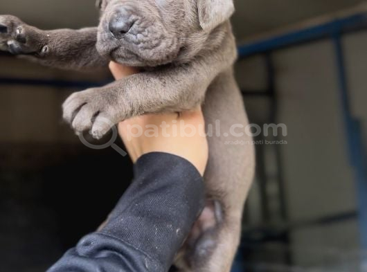 Cane Corso Yavruları görsel