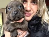 Cane Corso Yavruları