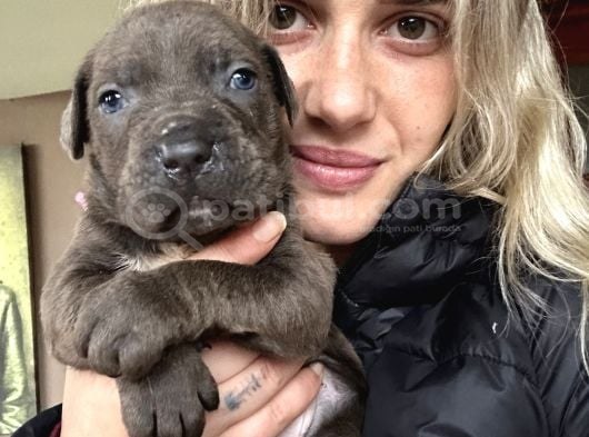 Cane Corso Yavruları