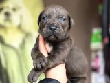 Cane Corso Yavruları