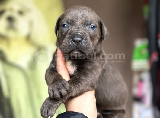 Cane Corso Yavruları görsel