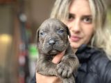 Cane Corso Yavruları