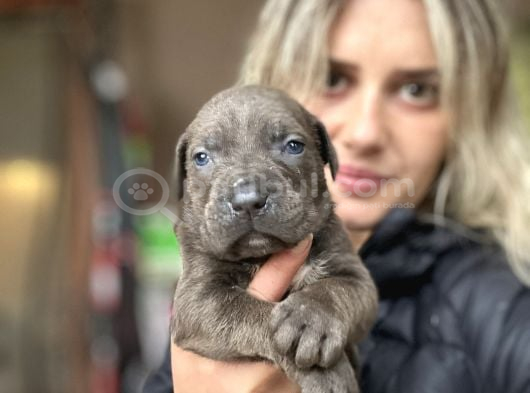 Cane Corso Yavruları görsel