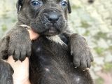 Cane Corso Yavruları