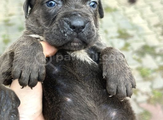 Cane Corso Yavruları görsel