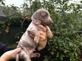 Bi̇r Çok Seçenek İle Dacshund Bebekleri̇mi̇z A Kali̇te