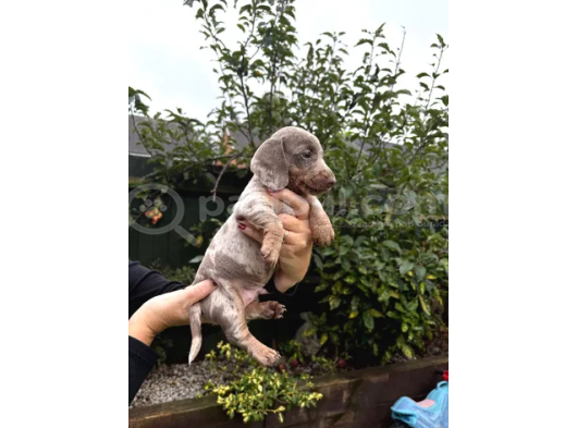 Bi̇r Çok Seçenek İle Dacshund Bebekleri̇mi̇z A Kali̇te görsel