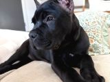 BLACK CANE CORSO
