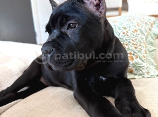 BLACK CANE CORSO
