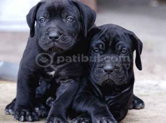 Black Cane Corso görsel