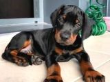 Anne Baba Scr Li̇ Doberman Yavrularimiz