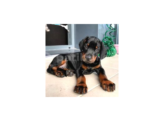 Anne Baba Scr Li̇ Doberman Yavrularimiz görsel