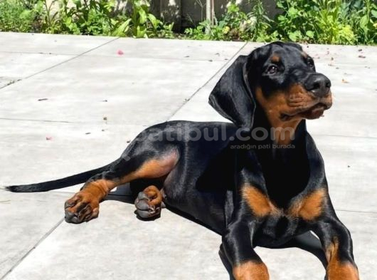 ANNE BABA SCR Lİ DOBERMAN YAVRULARIMIZ