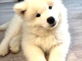 IRK VE SAĞLIK GARANTİLİ SAMOYED
