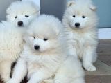 Irk Ve Sağlik Garanti̇li̇ Samoyed
