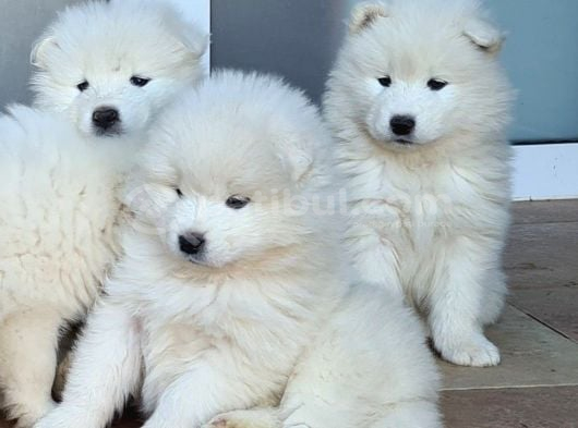 Irk Ve Sağlik Garanti̇li̇ Samoyed görsel