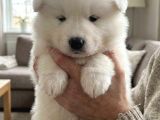 Irk Ve Sağlik Garanti̇li̇ Samoyed