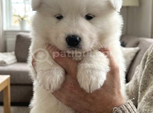 Irk Ve Sağlik Garanti̇li̇ Samoyed görsel