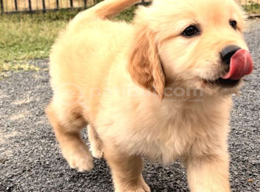 Golden Retri̇ever Asi̇l Ve Güzelli̇ği̇n En Tatli Hali̇ görsel