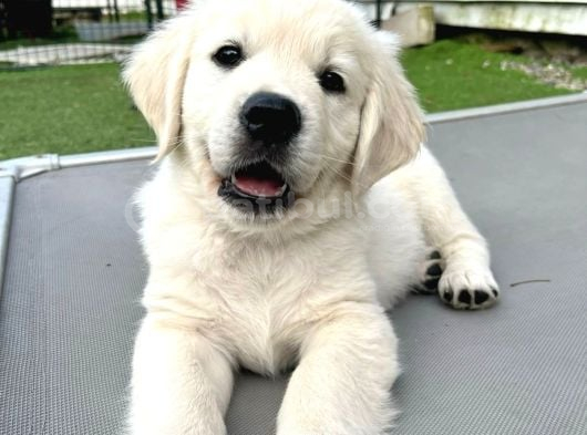 Golden Retri̇ever Asi̇l Ve Güzelli̇ği̇n En Tatli Hali̇ görsel
