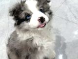 MERLE BORDER COLLIE GÜZELLİĞİN VE ASİLLİHİN SAHİBİ