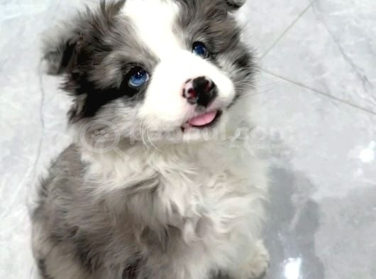 MERLE BORDER COLLIE GÜZELLİĞİN VE ASİLLİHİN SAHİBİ
