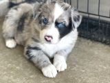 Merle Border Collie Güzelli̇ği̇n Ve Asi̇lli̇hi̇n Sahi̇bi̇