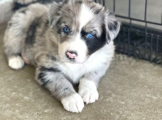 Merle Border Collie Güzelli̇ği̇n Ve Asi̇lli̇hi̇n Sahi̇bi̇ görsel