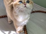 Safkan Golden British Shorthair Ny12