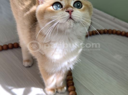 Safkan Golden British Shorthair Ny12