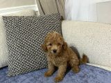 Kore Toypoodle Safkan Ev Üretimi