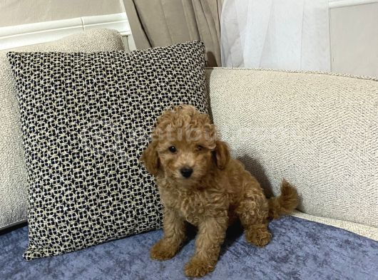 Kore Toypoodle Safkan Ev Üretimi