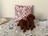 Kore toypoodle safkan aşılı ev üretimi