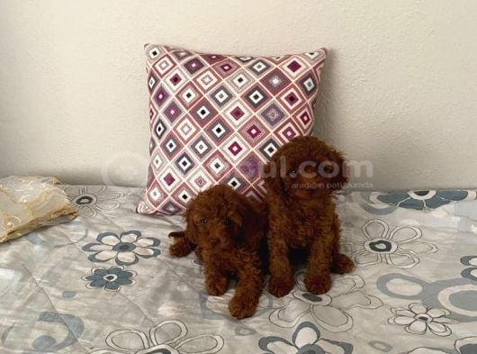 Kore toypoodle safkan aşılı ev üretimi