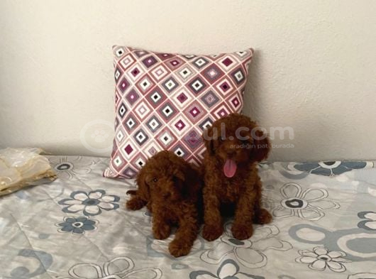 Kore Toypoodle Safkan Aşılı Ev Üretimi görsel