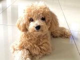 Orjinal poodle Yavrumuz Limon
