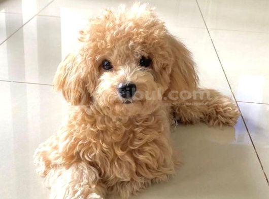 Orjinal poodle Yavrumuz Limon