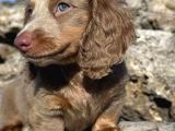 Bi̇r Çok Seçenek İle Dacshund Bebekleri̇mi̇z A Kali̇te
