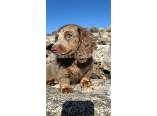 Bi̇r Çok Seçenek İle Dacshund Bebekleri̇mi̇z A Kali̇te görsel