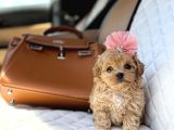 Süslü Maltipoo Küçük Irk Yavrular