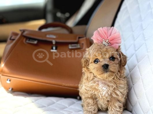 Süslü Maltipoo Küçük Irk Yavrular görsel