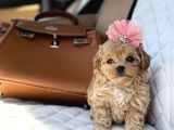 Süslü Maltipoo küçük ırk yavrular