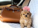 Süslü Maltipoo Küçük Irk Yavrular