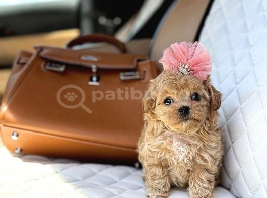 Süslü Maltipoo Küçük Irk Yavrular görsel