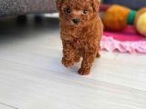 GÜZELLİĞİN TANIMI TOY POODLE