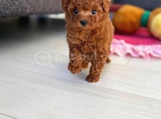 Güzelli̇ği̇n Tanimi Toy Poodle
