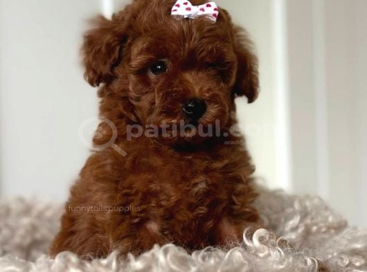 Tuvalet Eği̇ti̇mli̇ Toy Poodle