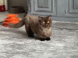 Minyatür Munchkin Çikolata Erkek Ve Çikolata Bicolor Dişi