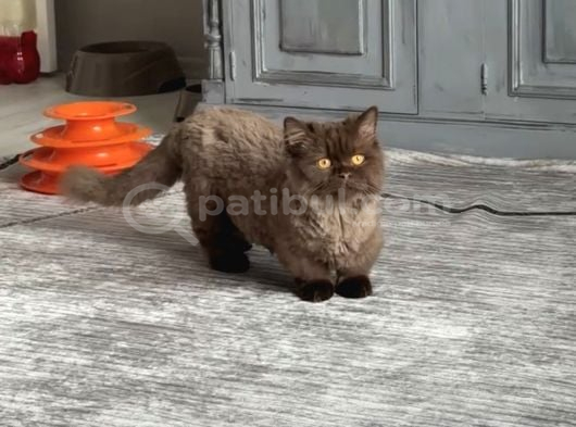 Minyatür Munchkin Çikolata Erkek Ve Çikolata Bicolor Dişi görsel