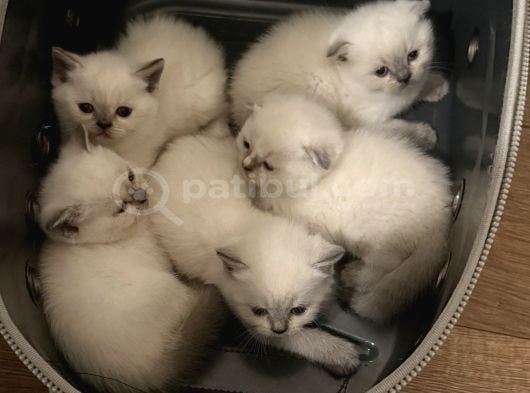 2 Aylık British Scottish Blue Point Yavru Kediler görsel